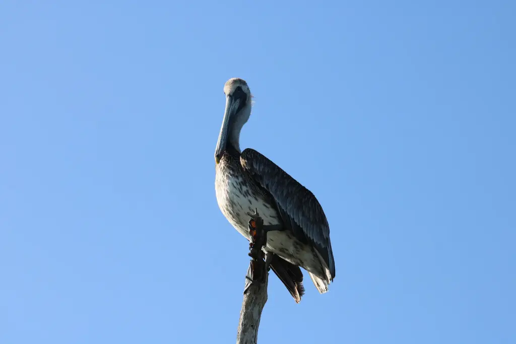 Pélican posé sur un piquet à Río Lagartos