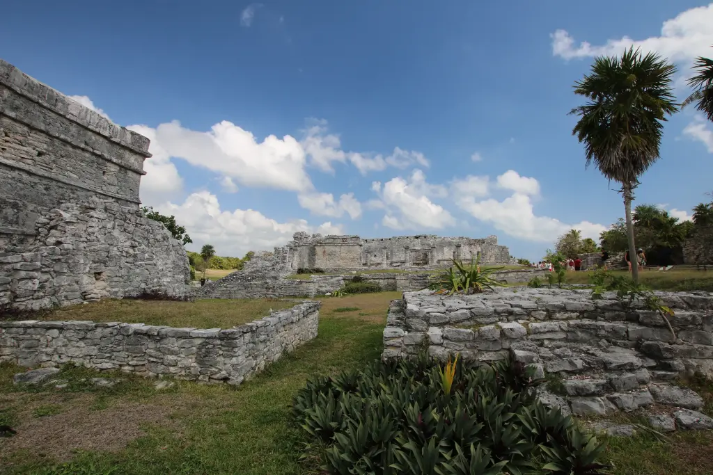 Vestiges mayas et palmier sur le site de Tulum